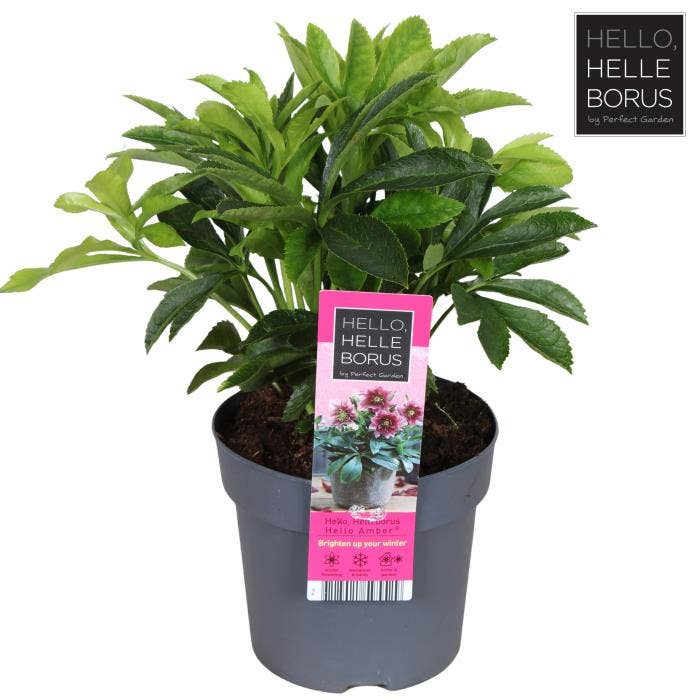 Helleborus orientalis 'Hello Amber'