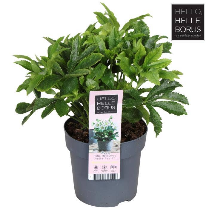 Helleborus orientalis 'Hello Pearl'