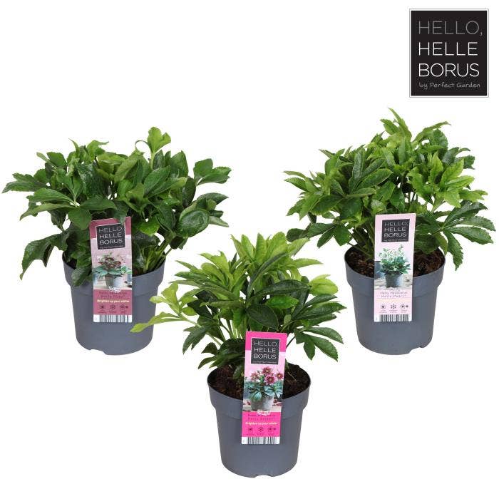 Helleborus orientalis