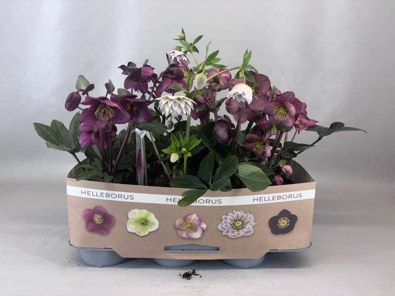 Helleborus 'Winter Angels'