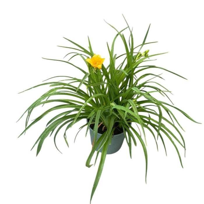 Hemerocallis 'Stella d'Oro' PT