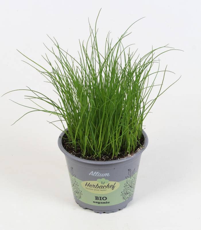 Herbs Bio Allium schoenoprasum (chives seed)