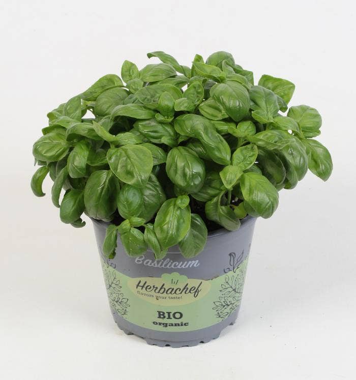 Herbs Bio Basilicum (seed)