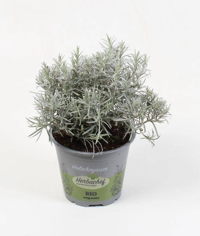 Herbs Bio Helichrysum (Curry cutting)
