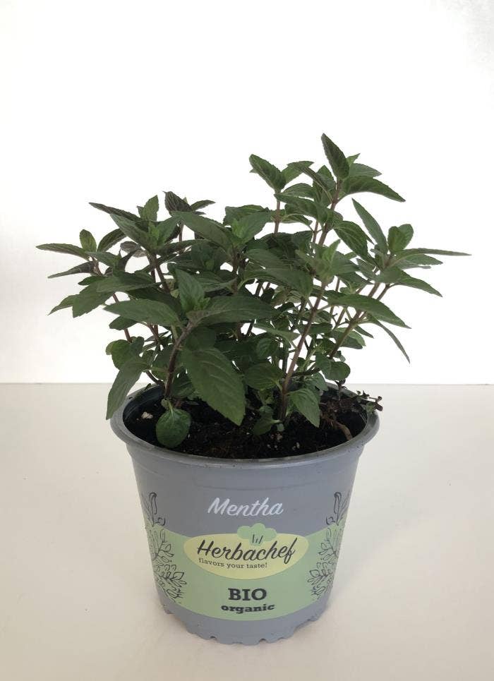 Herbs Bio Mentha peperita (cutting)