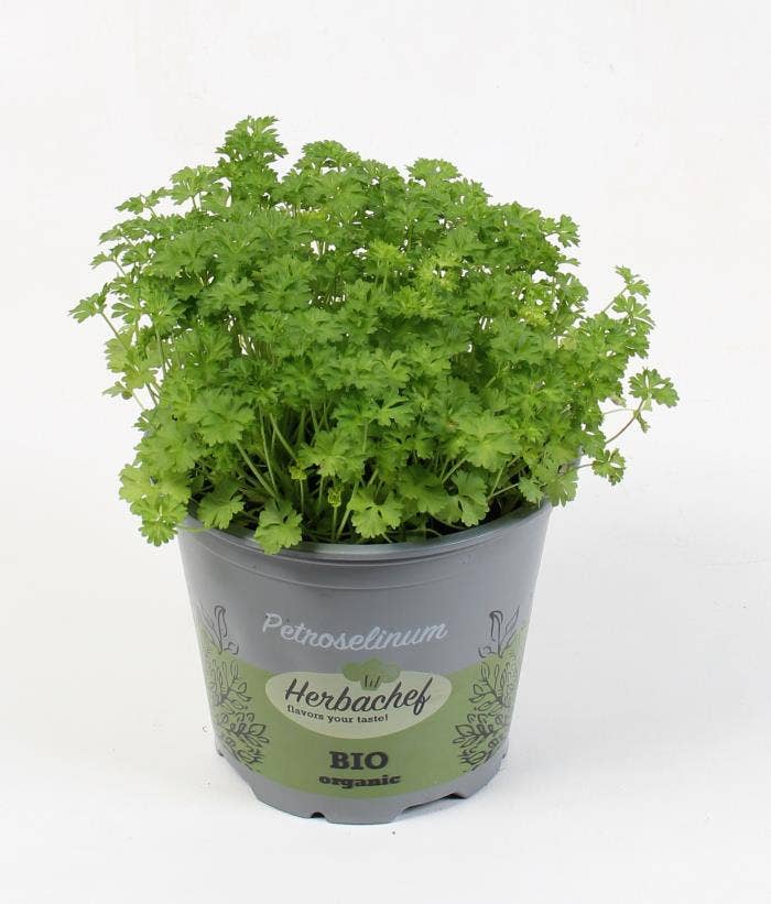 Herbs Bio Petroselinum crispum (parsley seed)