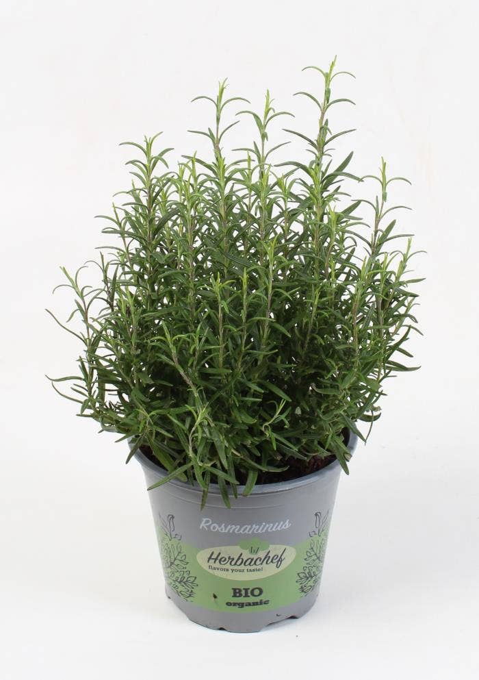 Herbs Bio Rosmarinus (cutting)