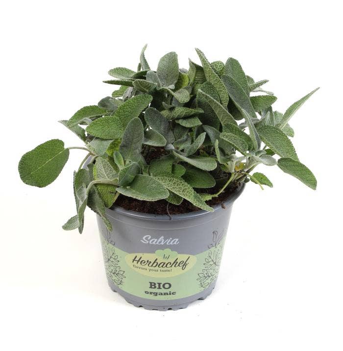 Herbs Bio Salvia Growers Friend (cutting)