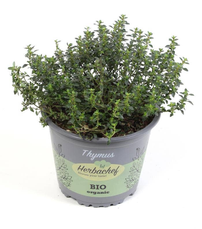 Herbs Bio Thymus Faustini (cutting)