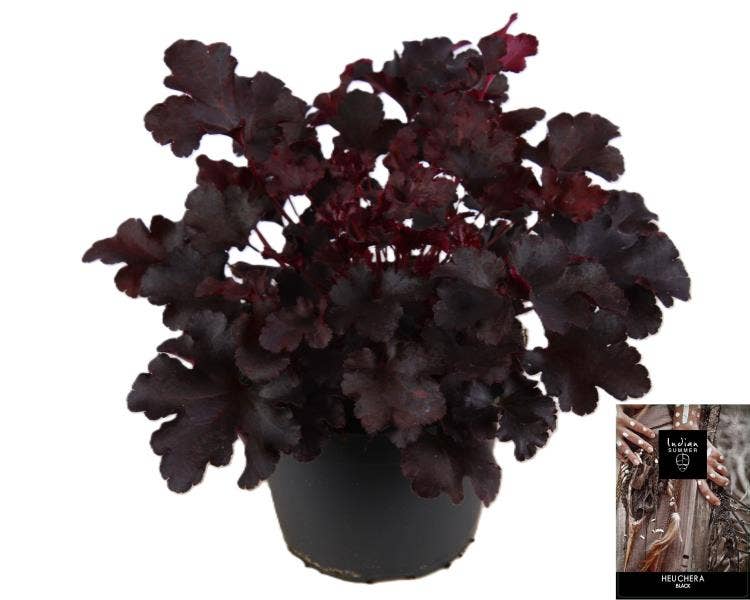 Heuchera 'Indian Summer' Black