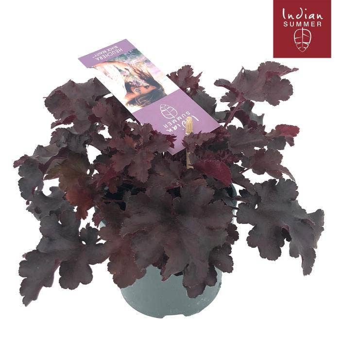 Heuchera 'Indian Summer' Black