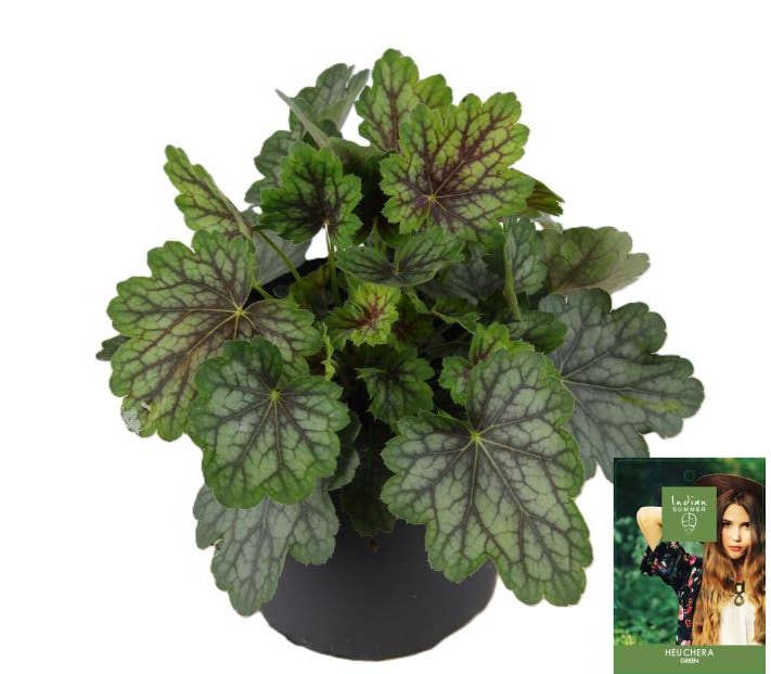 Heuchera 'Indian Summer' Green