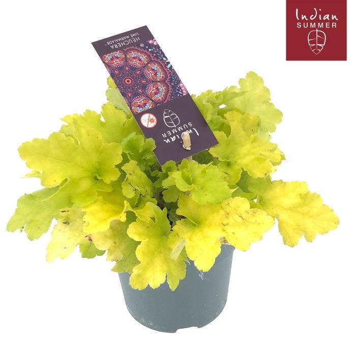 Heuchera 'Indian Summer' Lime