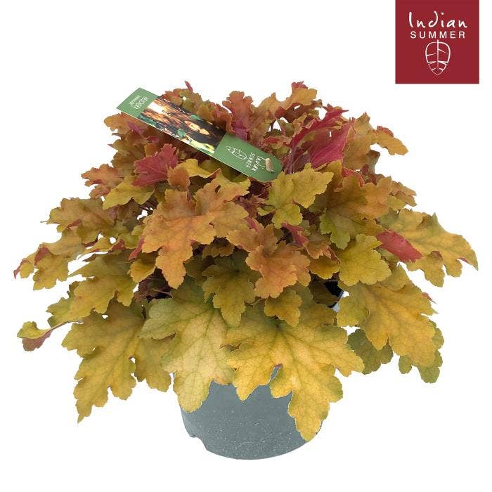 Heuchera 'Indian Summer' Orange