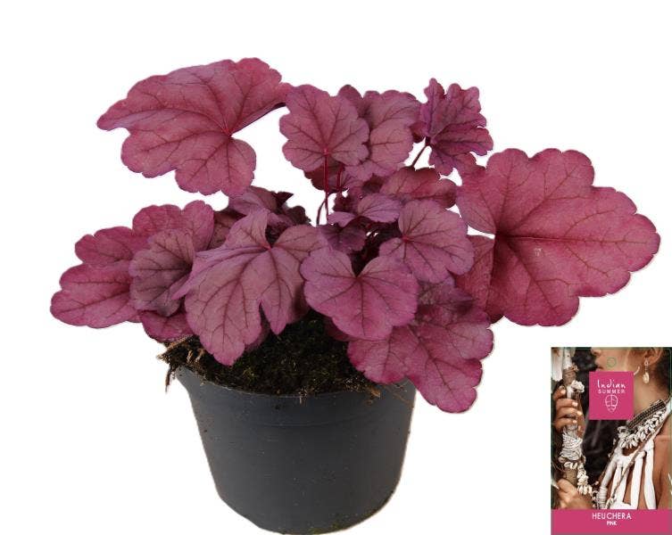 Heuchera 'Indian Summer' Pink