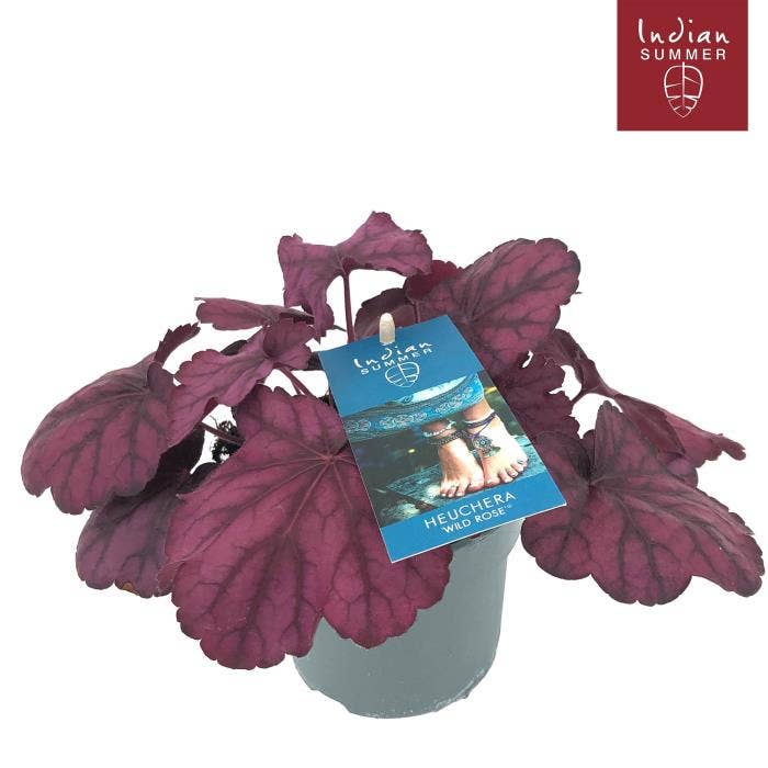 Heuchera 'Indian Summer' Pink