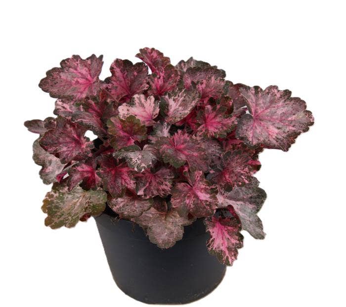 Heuchera 'Indian Summer Pinky Panky'