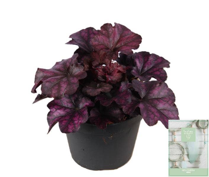 Heuchera 'Indian Summer' Purple