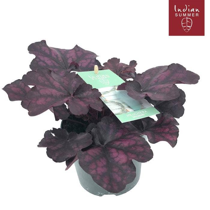 Heuchera 'Indian Summer' Purple