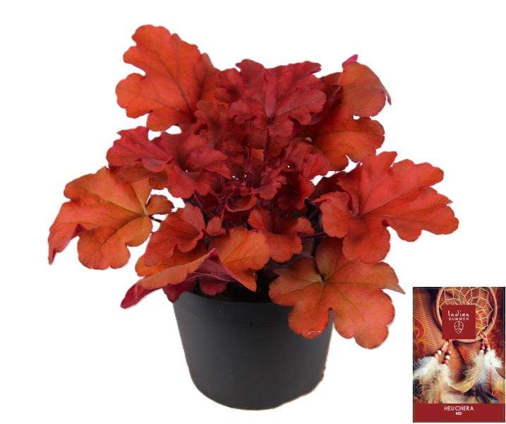 Heuchera 'Indian Summer' Red