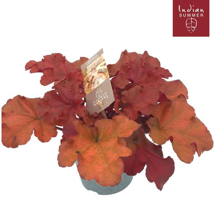 Heuchera 'Indian Summer' Red
