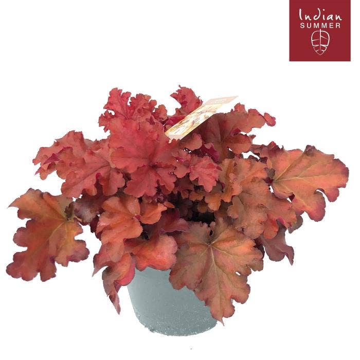 Heuchera 'Indian Summer' Red