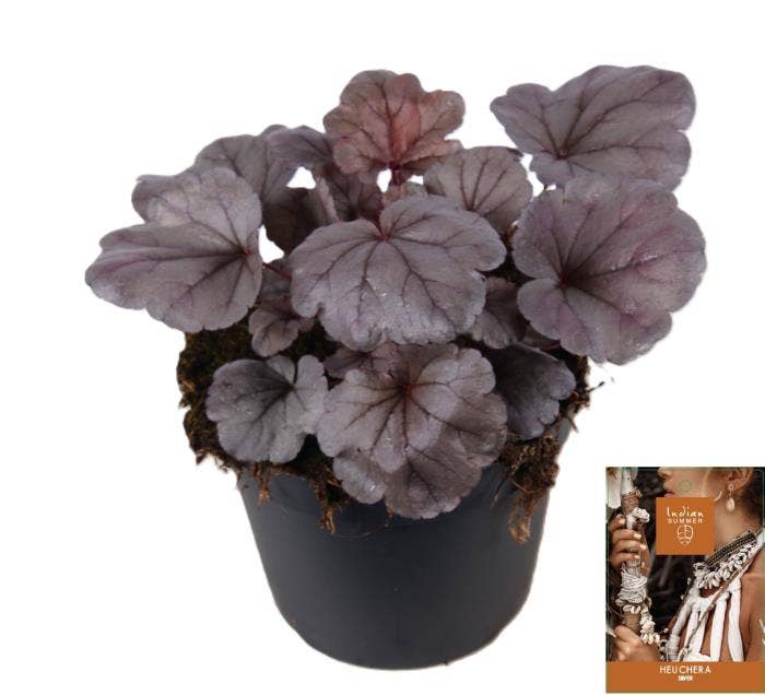 Heuchera 'Indian Summer' Silver