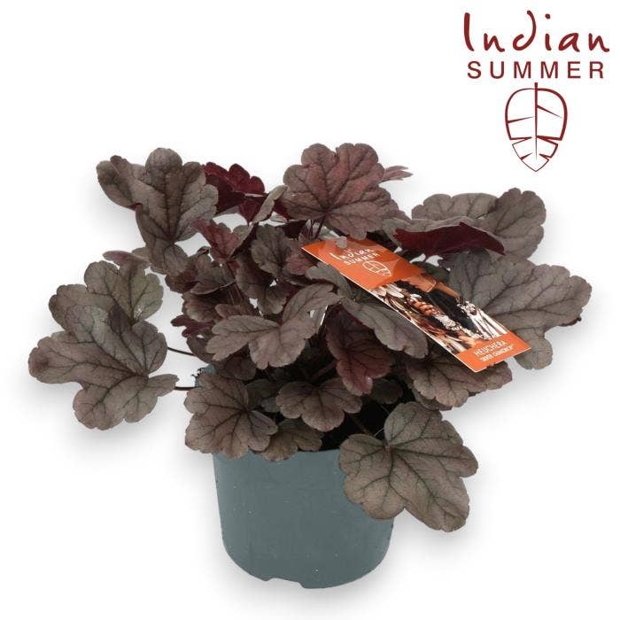 Heuchera 'Indian Summer' Silver