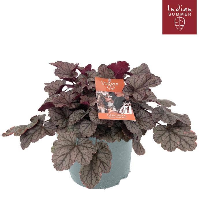Heuchera 'Indian Summer' Silver