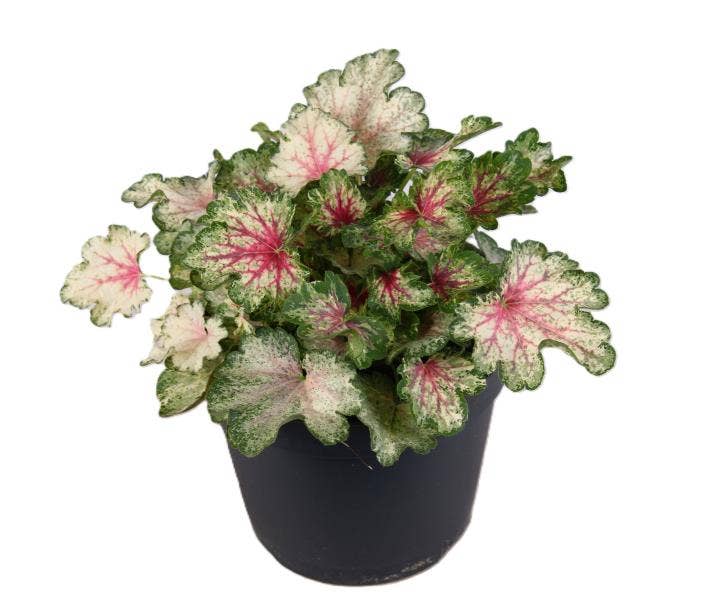 Heuchera 'Indian Summer Snowy Panky'