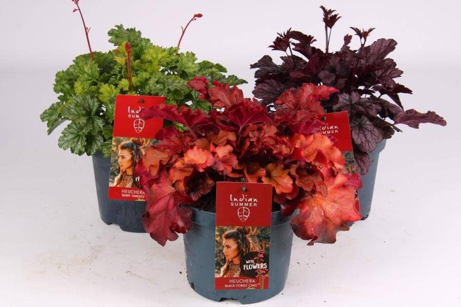 Heuchera 'Indian Summer'