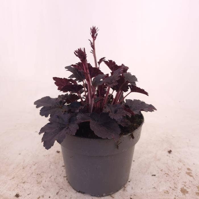 Heuchera Timeless Night