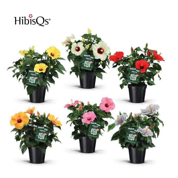 Hibiscus ros. 'HibisQs Longlife'