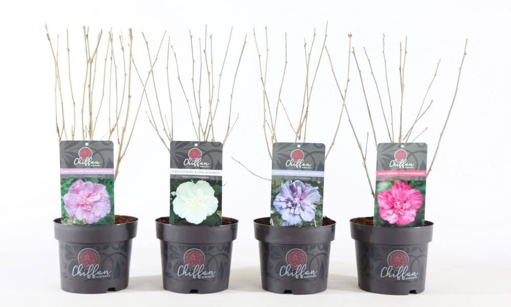 Hibiscus syr. 'Chiffon'