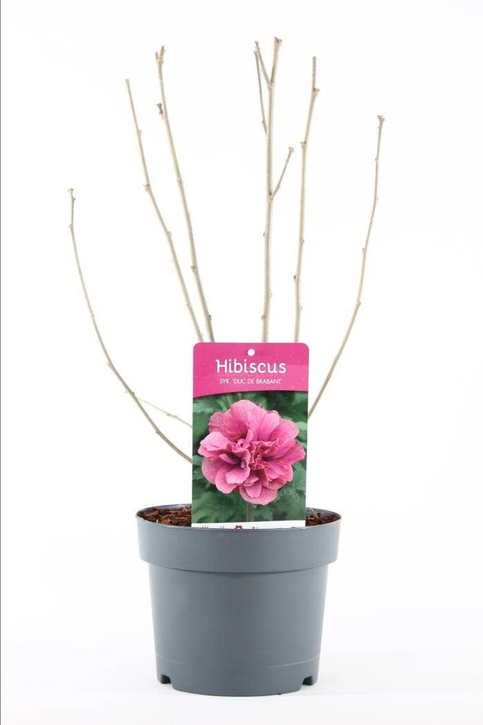 Hibiscus syr. 'Duc de Brabant'