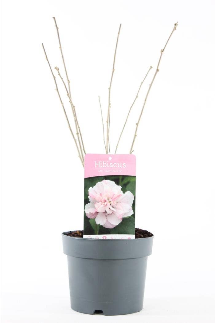 Hibiscus syr. 'Lady Stanley'