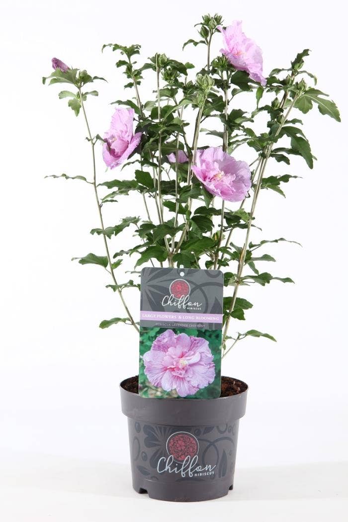 Hibiscus syr. 'Lavender Chiffon'® P19/C3