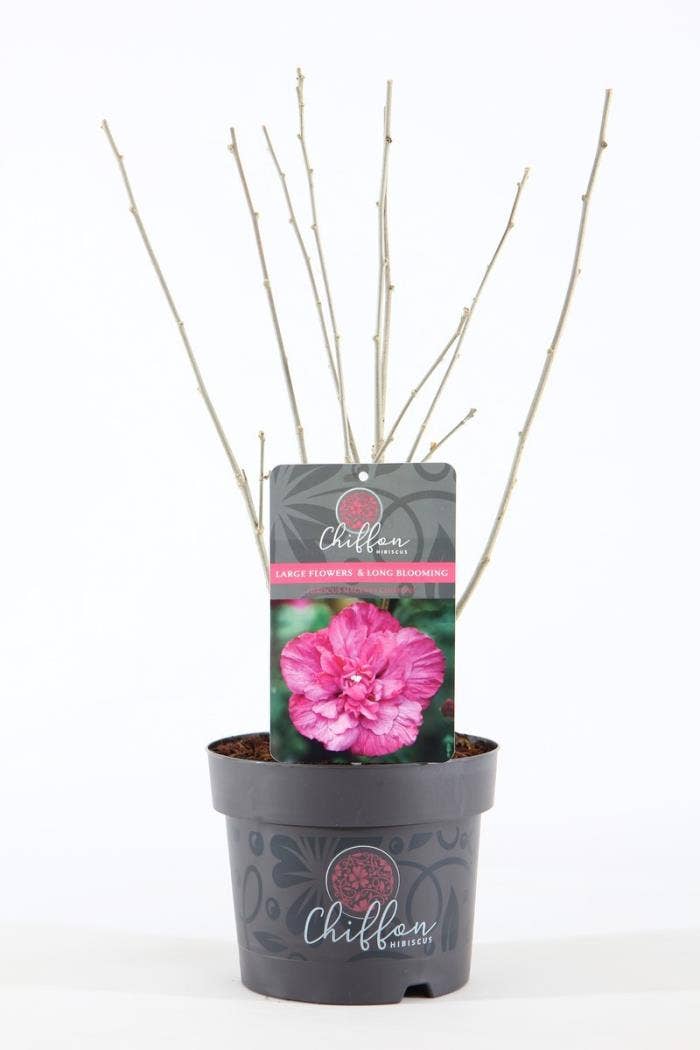 Hibiscus syr. 'Magenta Chiffon'