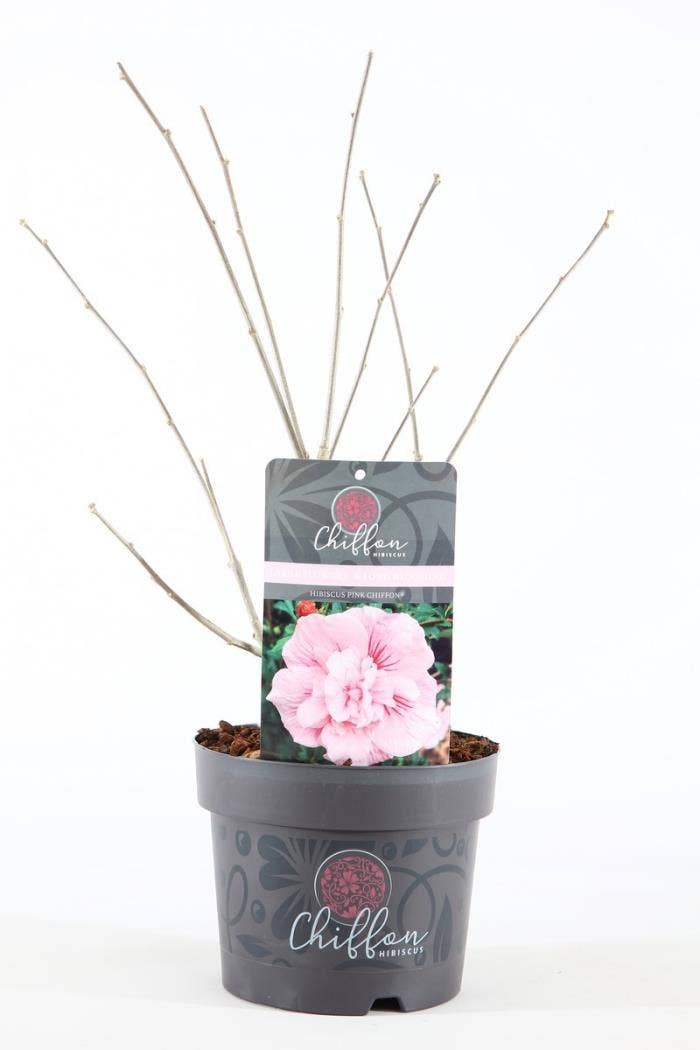 Hibiscus syr. 'Pink Chiffon'