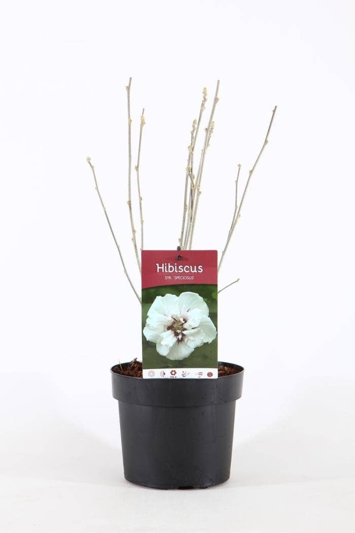 Hibiscus syr. 'Speciosus'