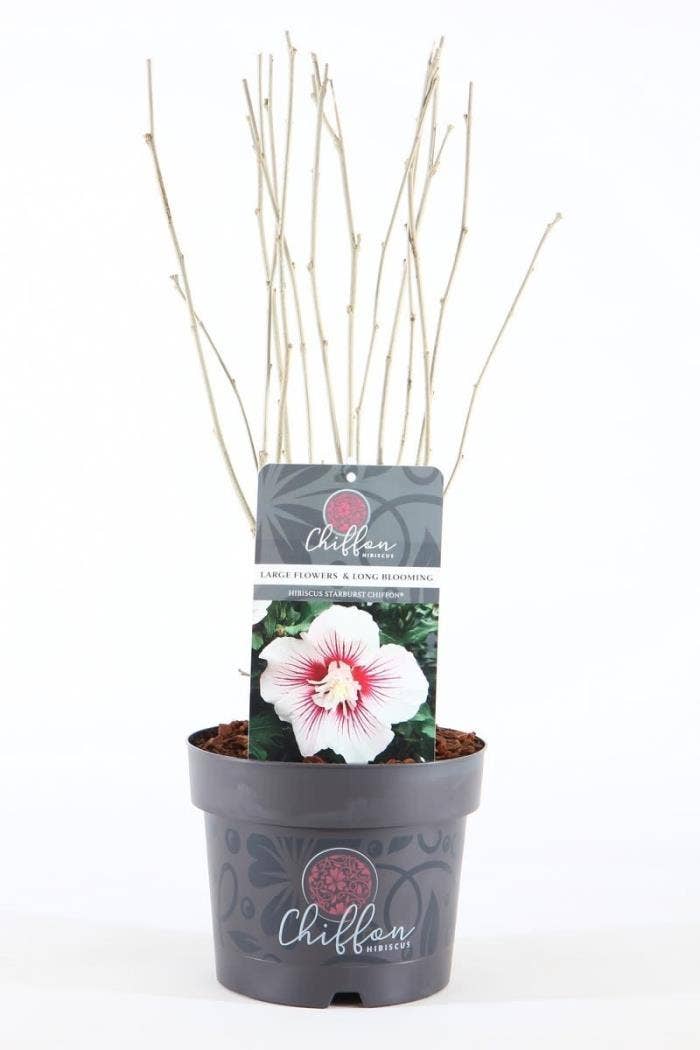 Hibiscus syr. 'Starburst Chiffon'