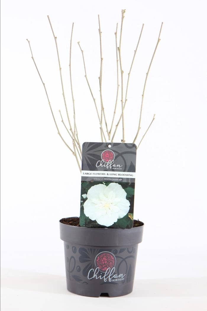 Hibiscus syr. 'White Chiffon'