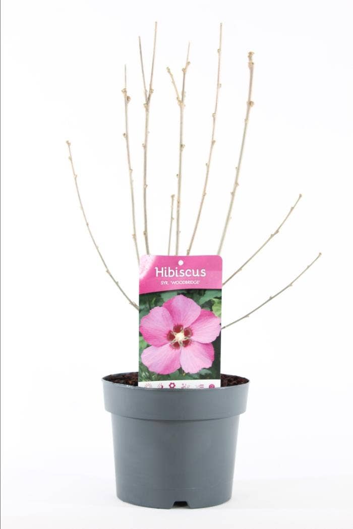 Hibiscus syr. 'Woodbridge'