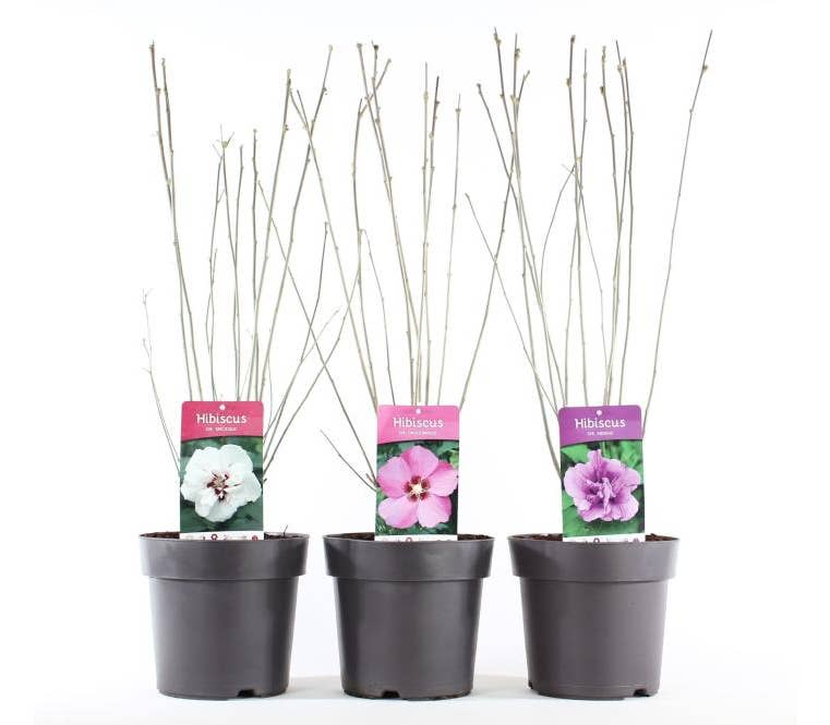 Hibiscus syriacus Green Solutions