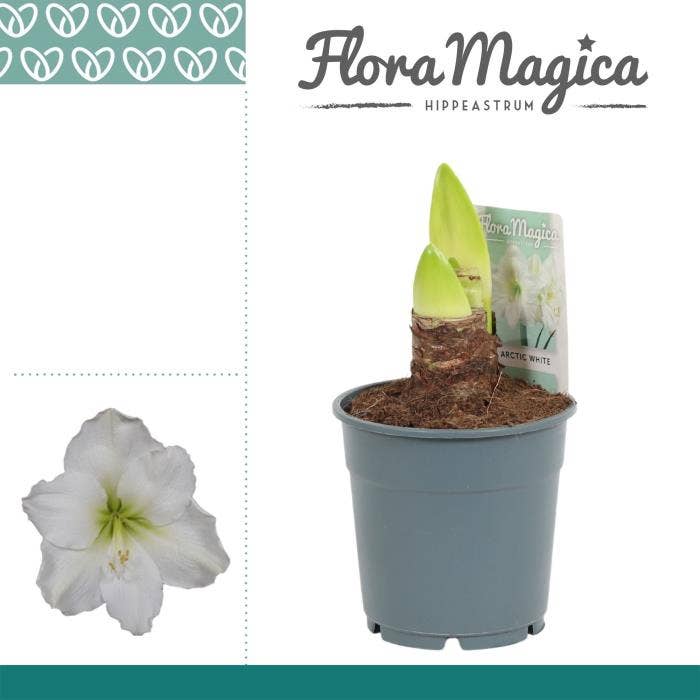 Hippeastrum Arctic White