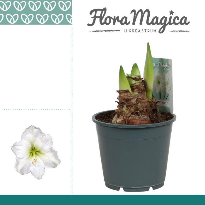 Hippeastrum Arctic White