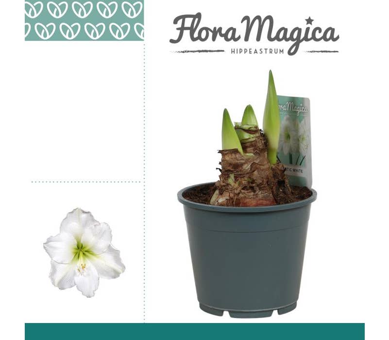 Hippeastrum Arctic White