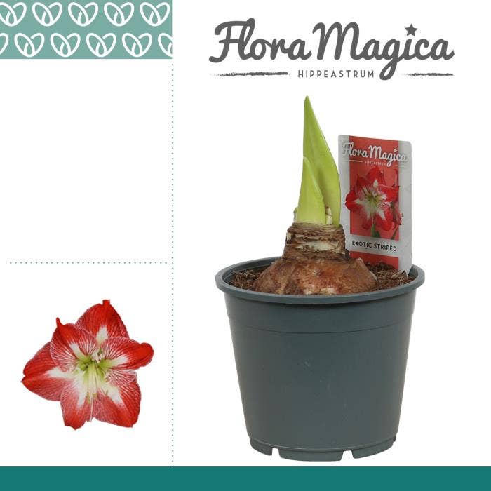 Hippeastrum Exotic Striped