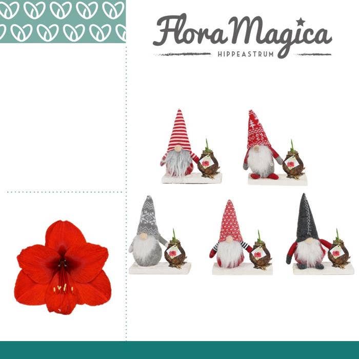 Hippeastrum No Water Flowers in Gnome on Wood