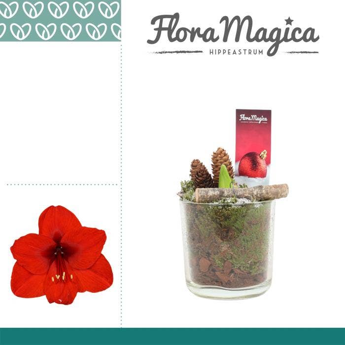 Hippeastrum Red in Claudia